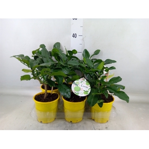 Citrus hystrix