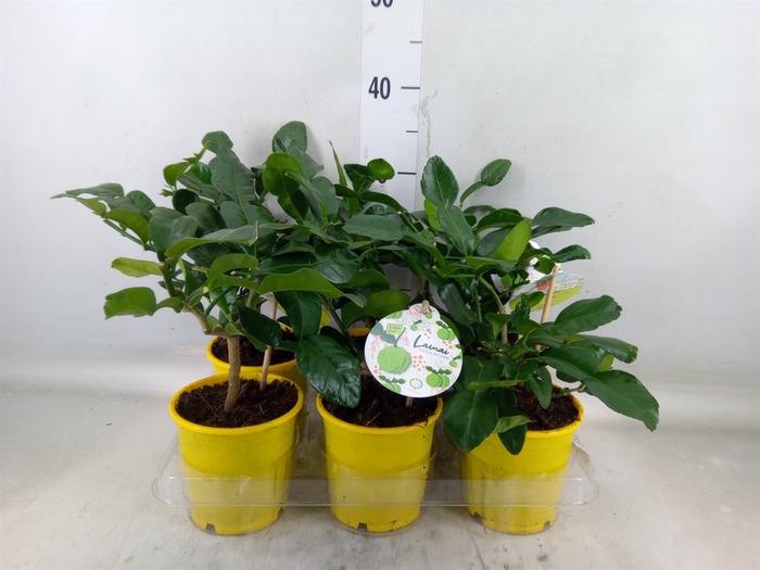 <h4>Citrus hystrix</h4>