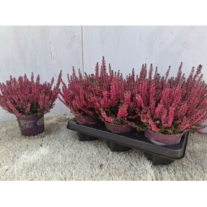 CALLU BL STEFFI P12