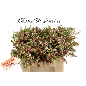 CHAME UN MY SWEET 16