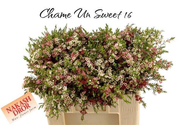 <h4>CHAME UN MY SWEET 16</h4>