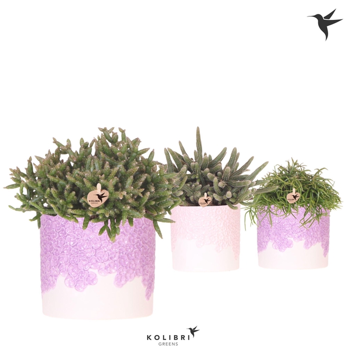 <h4>Kolibri Greens Rhipsalis mix in Bloom pot lila mix</h4>