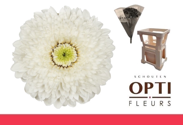 <h4>Germini Pomponi Amando Water x60</h4>