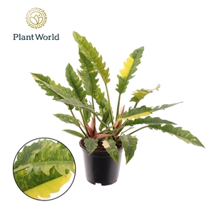 Philodendron narrow 'Ring of Fire'
