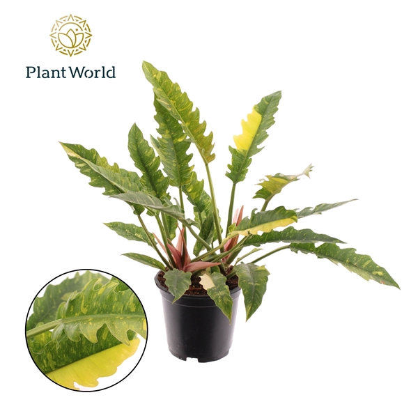 <h4>Philodendron narrow 'Ring of Fire'</h4>