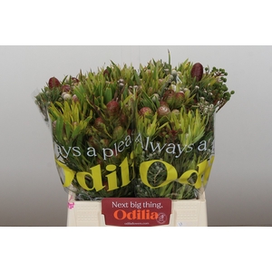 Kaaps Groen Cone Mix