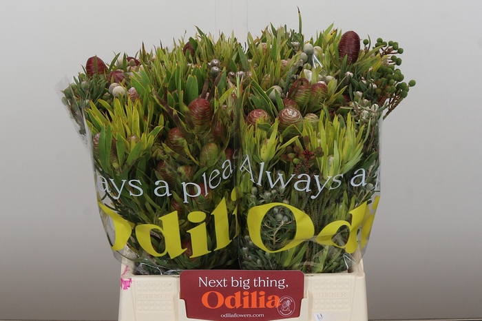 <h4>Kaaps Groen Cone Mix</h4>