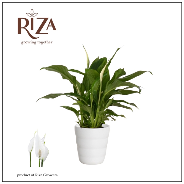 <h4>Mimesis Spathiphyllum Chopin - 9 cm in Laura keramiek</h4>