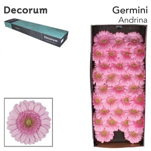 GE MI ANDRINA Doos x60