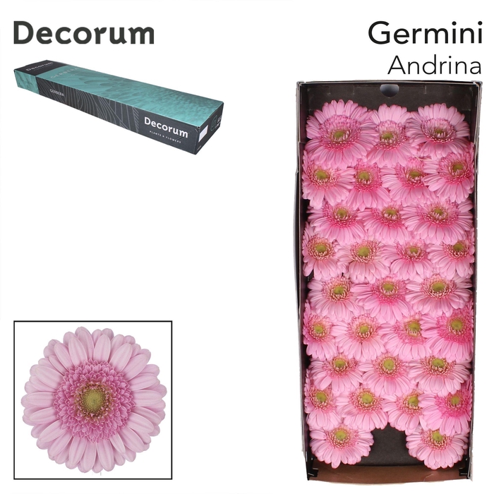 <h4>GE MI ANDRINA Doos x60</h4>