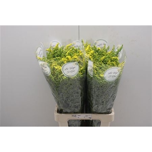 Solidago Golden Glory