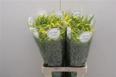 <h4>Solidago Golden Glory</h4>