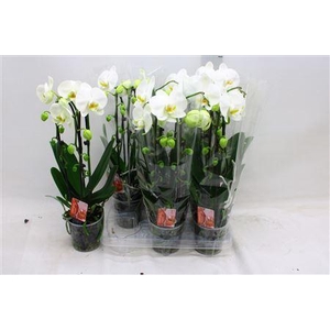 Phal El Cascade