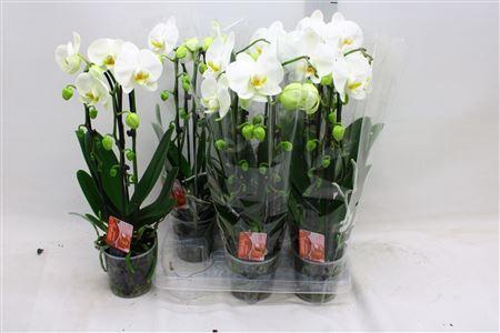 <h4>Phal El Cascade</h4>