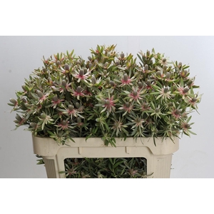 LEUCAD AYOBA ST PEAR