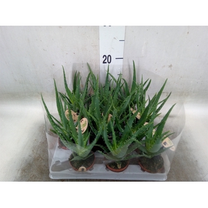Aloe vera