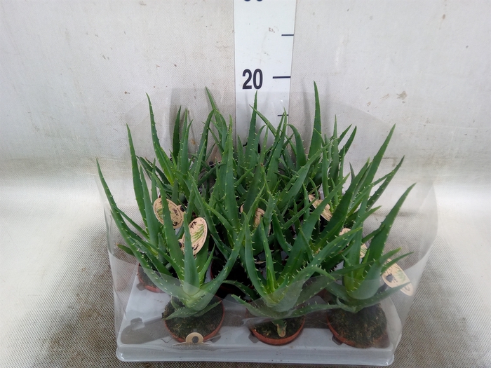 <h4>Aloe vera</h4>
