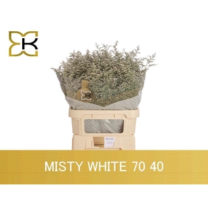 LIM MISTY WHITE