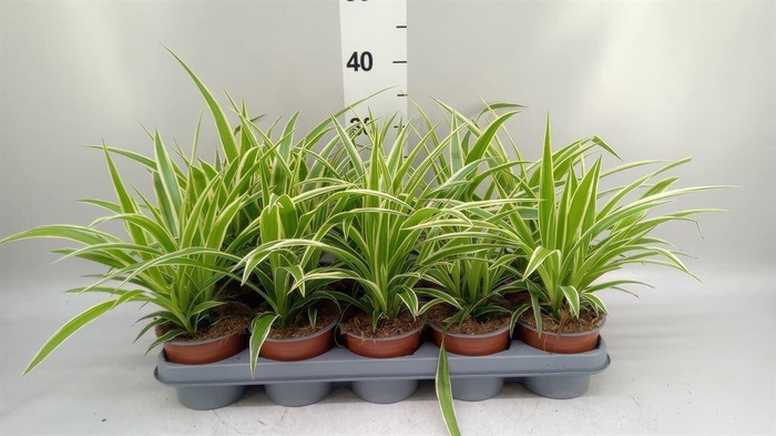 <h4>Chlorophytum com.</h4>