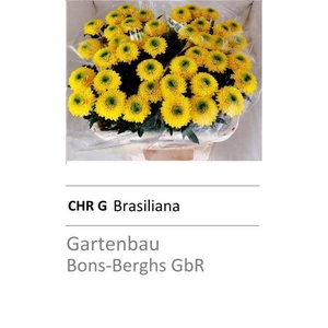 CHR G BRASILIANA