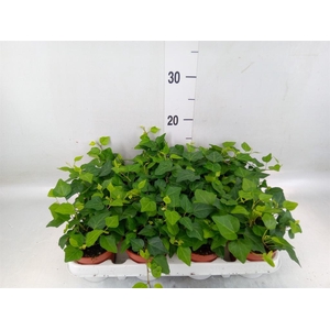 Hedera   ...green leafed