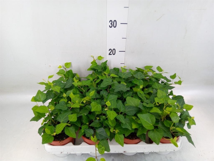 <h4>Hedera   ...green leafed</h4>