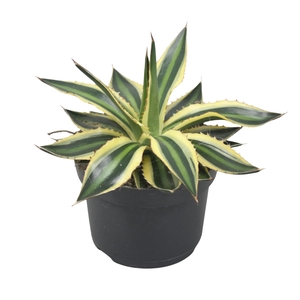 Agave lophanta `Quadricolour` 13 cm