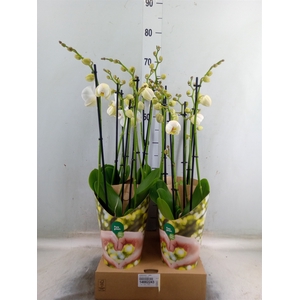 Phalaenopsis   ...white