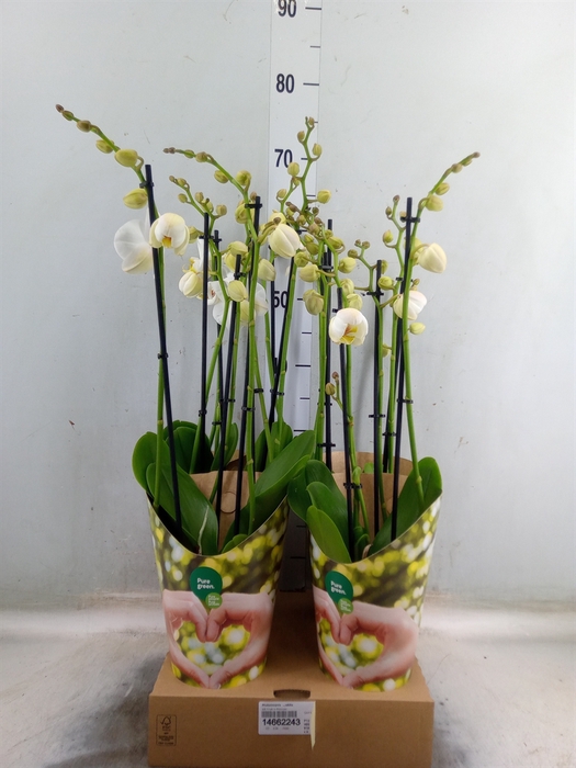 <h4>Phalaenopsis   ...white</h4>