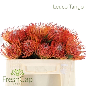 LEUCO CO TANGO