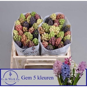 HYAC GEM 5 KLEUREN