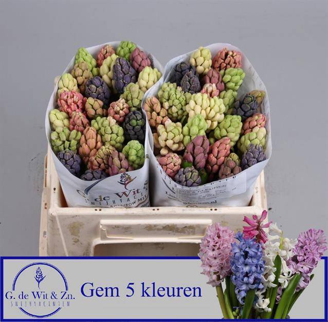 <h4>HYAC GEM 5 KLEUREN</h4>