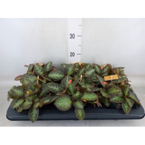 Episcia   ...