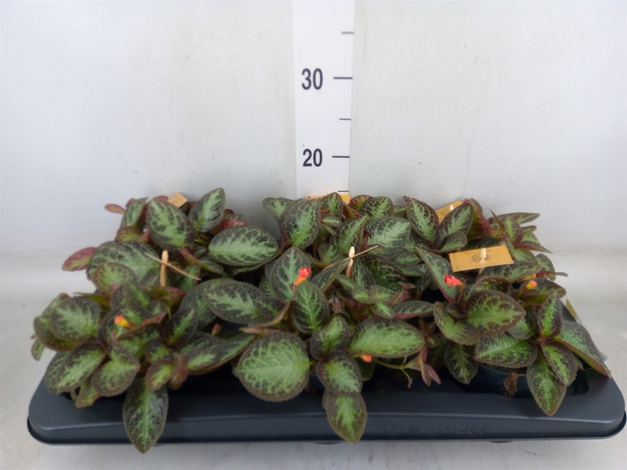 <h4>Episcia   ...</h4>