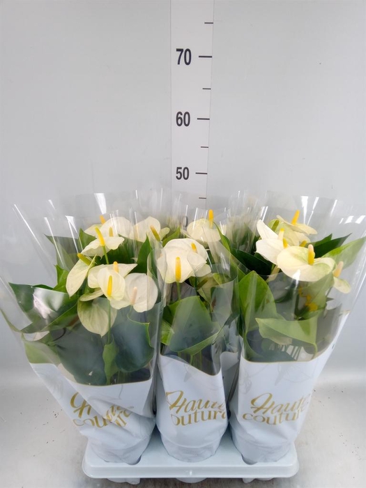 <h4>Anthurium andr. 'Cocos'</h4>