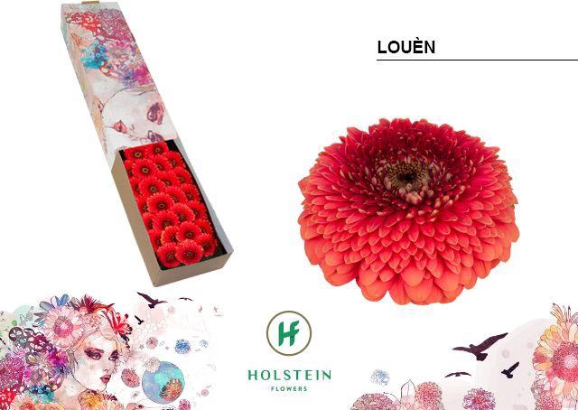 <h4>Germini Pomponi Loun Doos</h4>