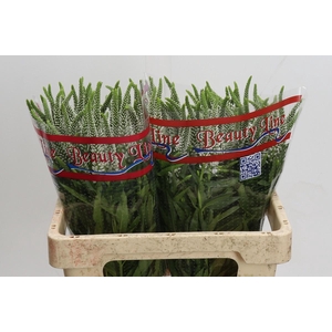 Veronica Skyler White