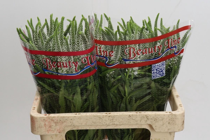 <h4>Veronica Skyler White</h4>