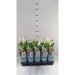 Spathiphyllum  'Bellini'