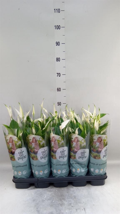 <h4>Spathiphyllum 'Bellini'</h4>