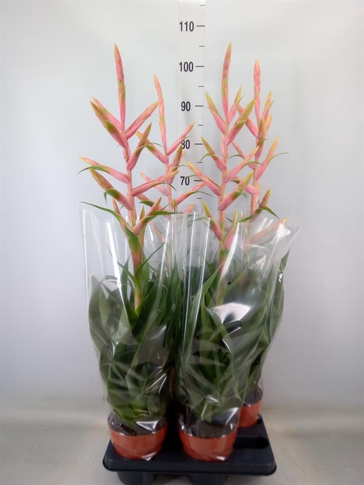 <h4>Tillandsia  'Dolce'</h4>