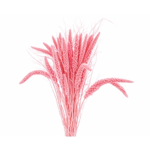 Dried Setaria Italica Light Pink Bunch