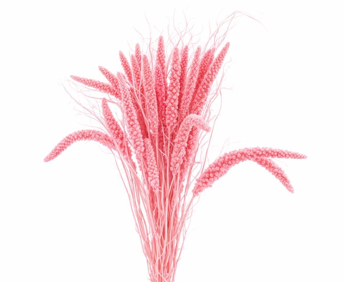 <h4>Dried Setaria Italica Light Pink Bunch</h4>