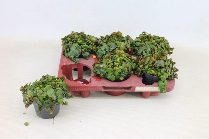 Sedum Tornado P10.5