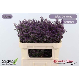 LIMONIUM SAFORA DARK BLUE LIM SAF D