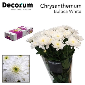 CHRYSANTHEMUM TR 'BALTICA'