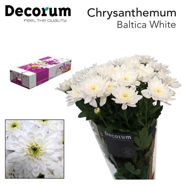 <h4>CHRYSANTHEMUM TR 'BALTICA'</h4>