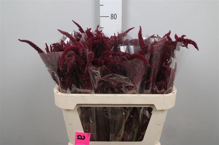 <h4>Amar Cr Velvet</h4>