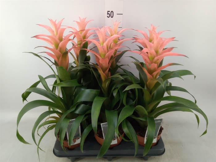 <h4>Guzmania  'Melissa'</h4>