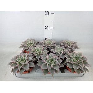 Echeveria   ...